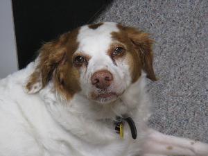 Brown and White Dog