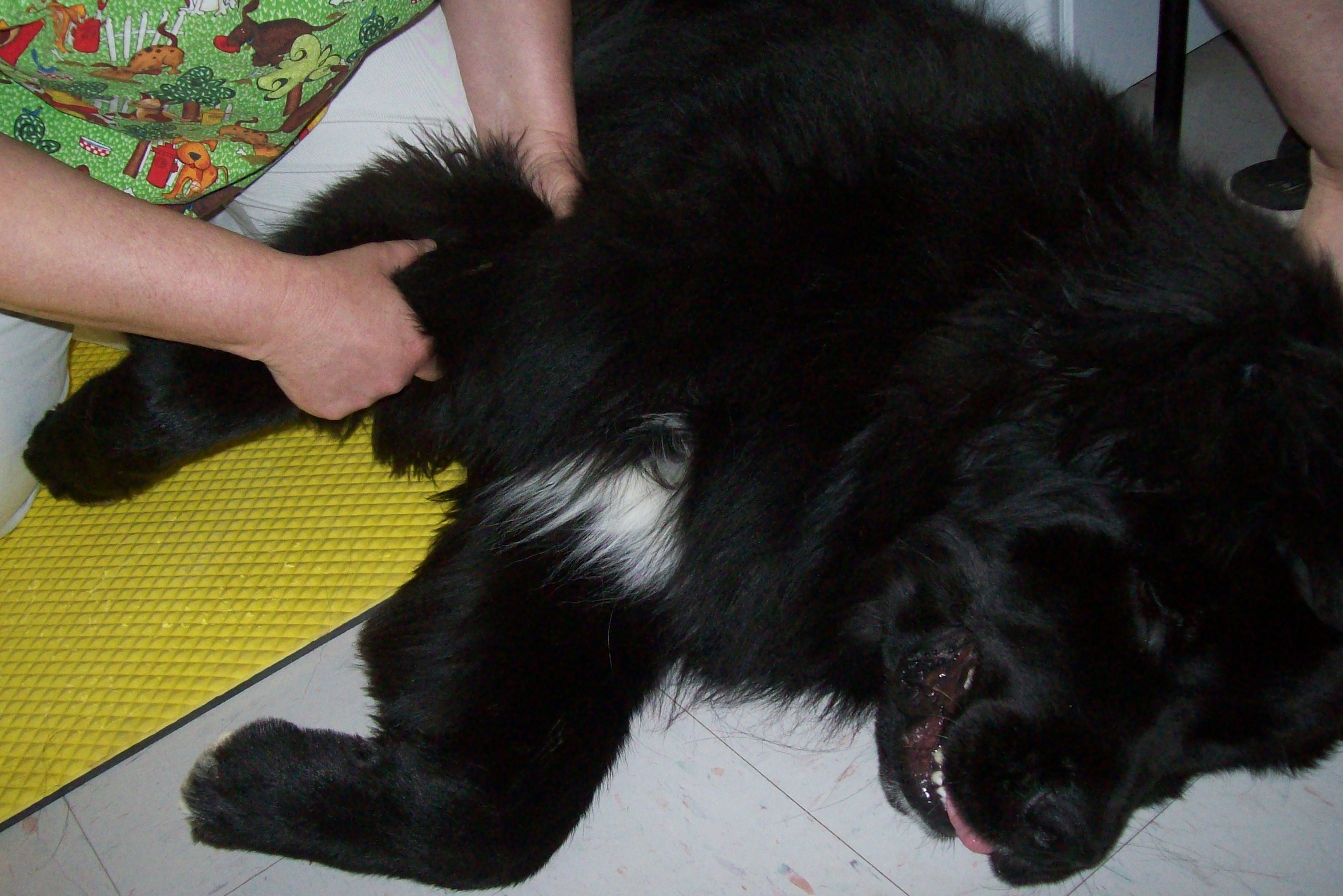 Black Dog Getting Chiropractic Work