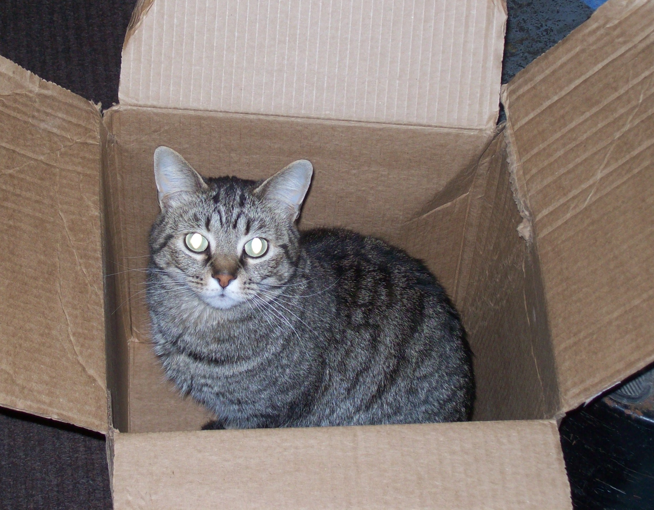 Cat in a Box