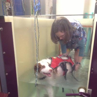 Person helping dog in underwater treadmill
