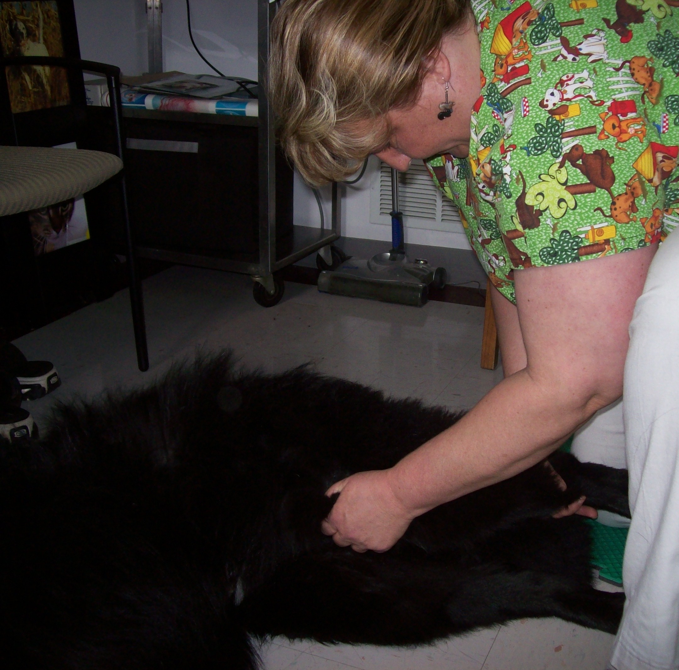 Black Dog Getting Chiropractic Work